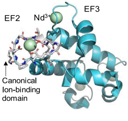 illustration of bacteria protein