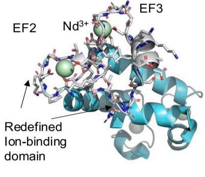 image of bacteria protein