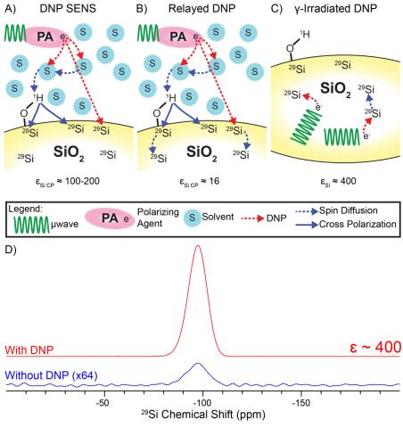 Dynamic Nuclear Polarization Using Radicals Created by γ-Irradiation