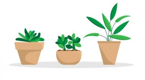 Illustration of potted plants