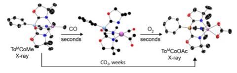 Fast pathway to acetate formation