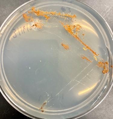 colonies of an iron-oxidizing bacterium isolated from the tailings, growing on Fe(II) amended agar.