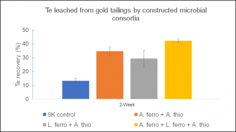 Tellurium recovery after two weeks of leaching as a percentage of Te content of the original tailings (assayed at 7.8 ppm Te). Tailings were leached in a medium (“9K”) provided with Fe(II) and elemental S with combinations of three organisms as shown.