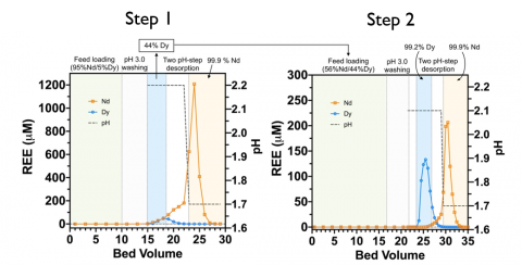 graphs show Lanmodulin enables high-purity separation of Nd/Dy. A solution comprising a 5:95 mixture of Dy:Nd (pH 3) was subjected to two coupled adsorption/desorption cycles. The first cycle (left panel) generated a high-purity Nd solution (99.9%) and an upgraded Dy (44% Dy/ 56% Nd) solution. The upgraded Dy solution was used as a feed solution in a second adsorption/desorption cycle (right panel) to generate high-purity Dy and Nd fractions. The duration of each pH step is depicted by the dark gray dashed 