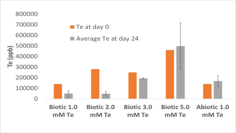 bar graph