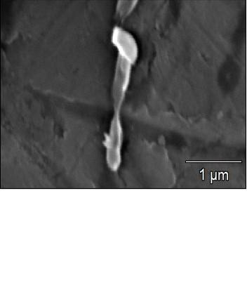 scanning electron microscope image