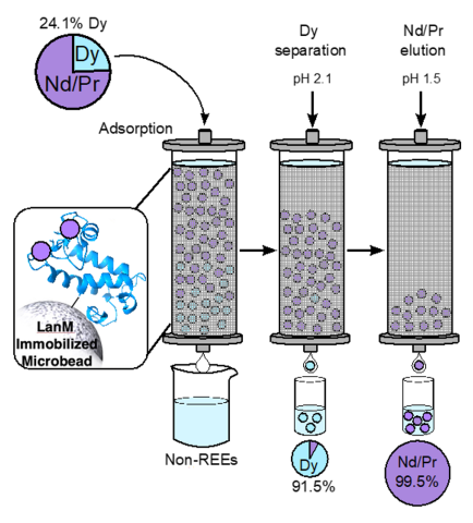 A single LanM column loading enables Dy separation from Nd/Pr starting from a mixed REO derived from an end-of-life Chevy Volt motor. Separation was achieved using a pH-mediated elution process that leverages LanM’s high selectivity for Nd over Dy.