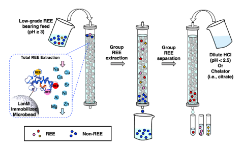 The new method relies on a protein called lanmodulin (LanM) that first binds to all the rare earth elements in the source. Then other metals are drained and removed. Even when a sample has very low amounts of the rare earth elements, this new procedure successfully extracts and separates heavy rare earth elements with high purit