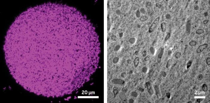 Bacterial cells