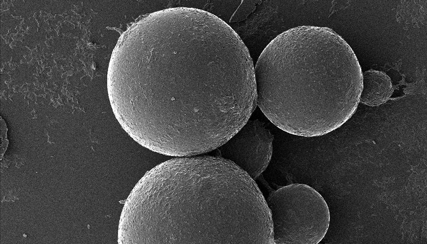 microbe capsuls, average size 59 micrometers