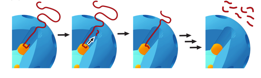 iCOUP processive catalyst