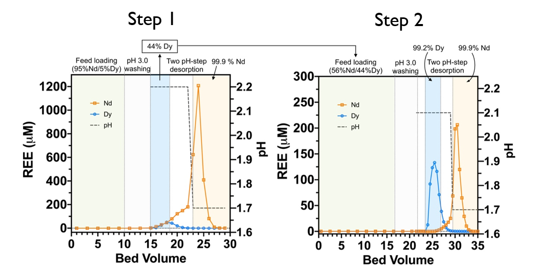 graphs show Lanmodulin enables high-purity separation of Nd/Dy. A solution comprising a 5:95 mixture of Dy:Nd (pH 3) was subjected to two coupled adsorption/desorption cycles. The first cycle (left panel) generated a high-purity Nd solution (99.9%) and an upgraded Dy (44% Dy/ 56% Nd) solution. The upgraded Dy solution was used as a feed solution in a second adsorption/desorption cycle (right panel) to generate high-purity Dy and Nd fractions. The duration of each pH step is depicted by the dark gray dashed 