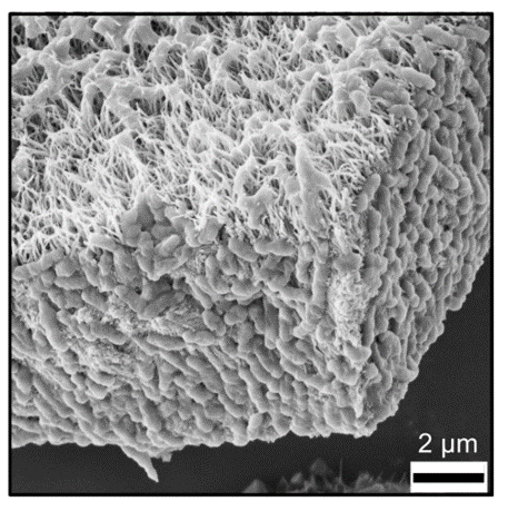 Image: Scanning electron micrograph (SEM) of biofilm harvested under Fe(II)-oxidizing conditions.