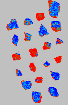 XRT scan showing high-density (Co-rich,  in blue) and low-density (red) material in individual specimen.