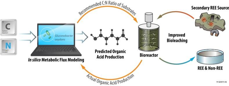 diagram shows Predictive metabolic modeling supported by laboratory testing can be used to develop improved production of organic acid lixiviants for economical bioleaching processes.