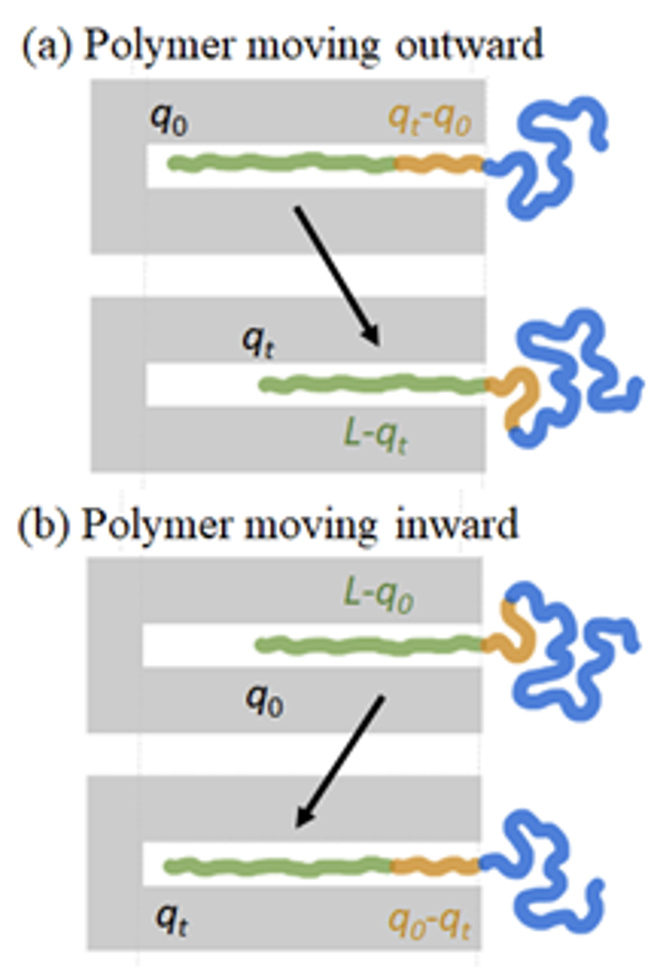 Polymer movement visual
