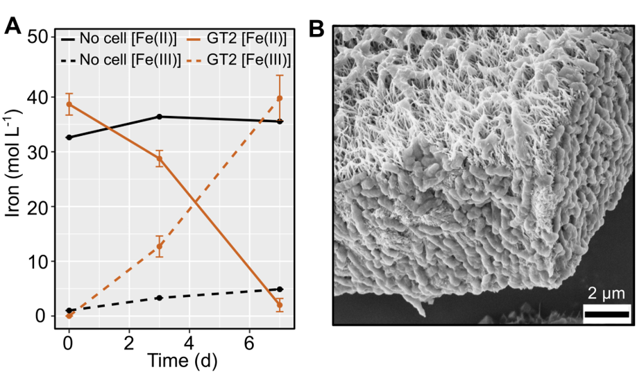 To show characterization of A. ferriphilus GT2 isolated from gold mill tailings: Left is demonstration of Fe(II)-oxidation capability of GT2. Right is image from scanning electron micrograph (SEM) of biofilm harvested under Fe(II)-oxidizing conditions. 