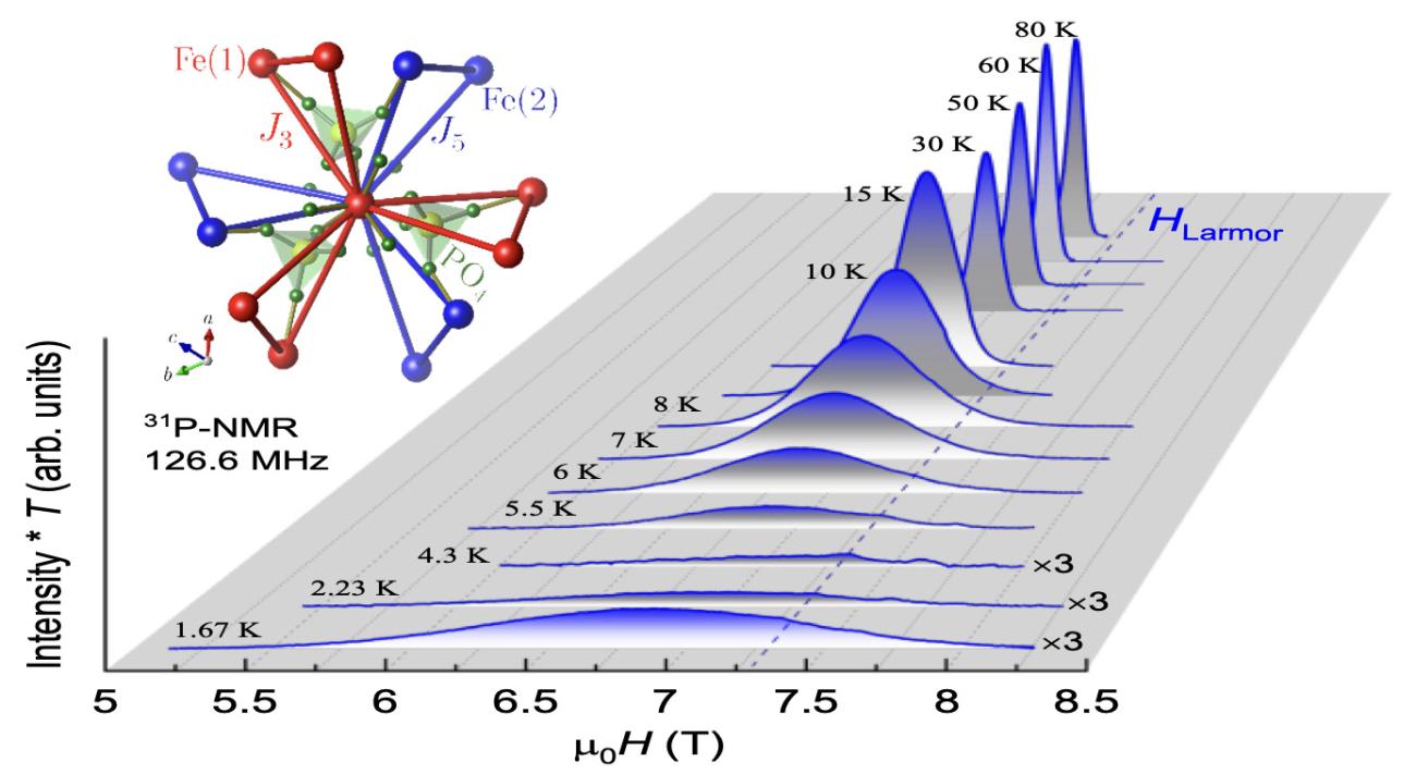 Temperature evolution of 31P NMR spectra of the double trillium lattice spin-liquid candidate KSrFe2(PO4)3.