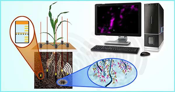 Depiction of instrument to study interactions in the rhizosphere