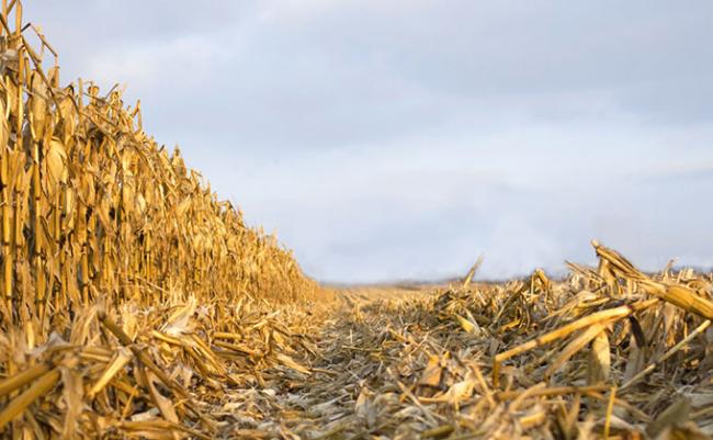 Corn stover in the field